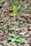 Orchis punctulata