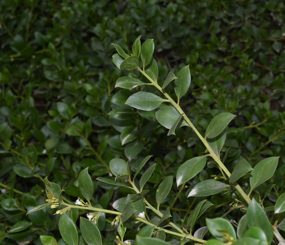 Image of genus Myoporum specimen.