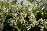 Viburnum odoratissimum. Соцветие. Греция, Эгейское море, о. Парос, пос. Дриос, приусадебный участок, возле забора. 05.05.2021.