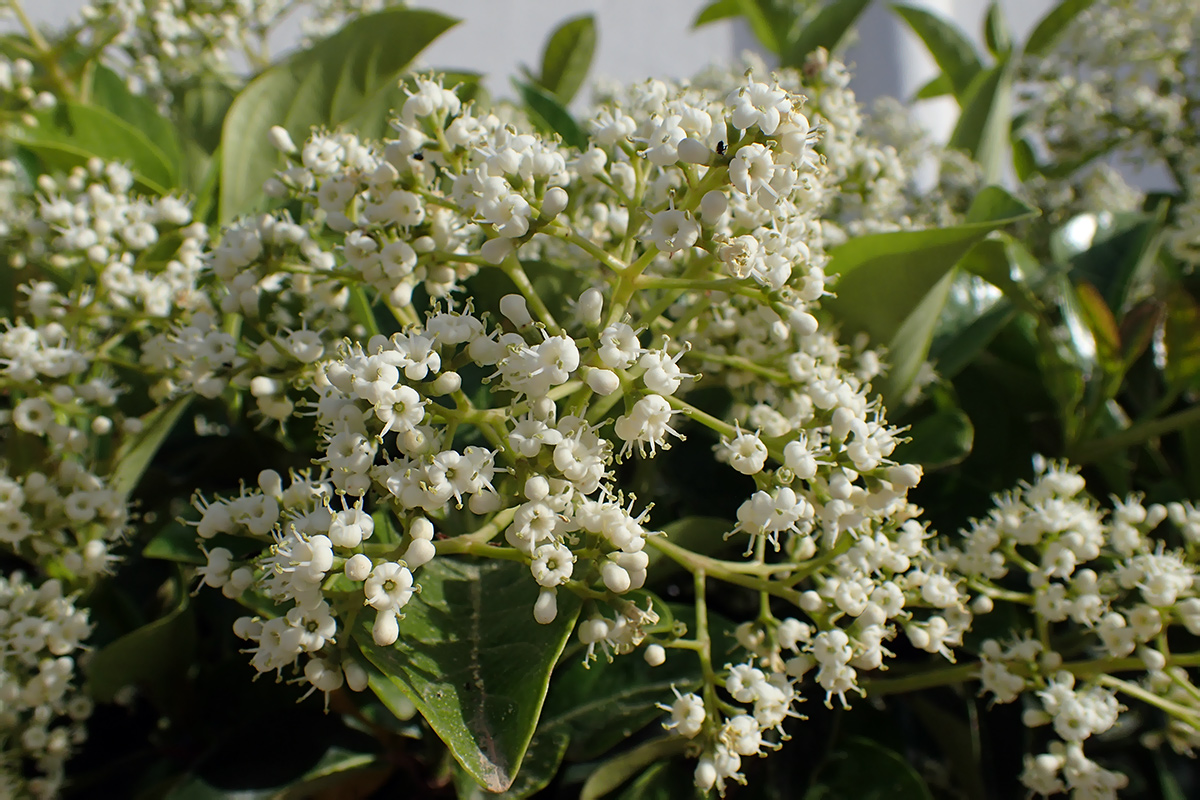 Image of Viburnum odoratissimum specimen.