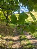 Carpinus betulus. Ветвь с цветками. Республика Молдова, Единецкий р-н, заповедник \"La Castel\", роща у реки. 10 мая 2021 г.