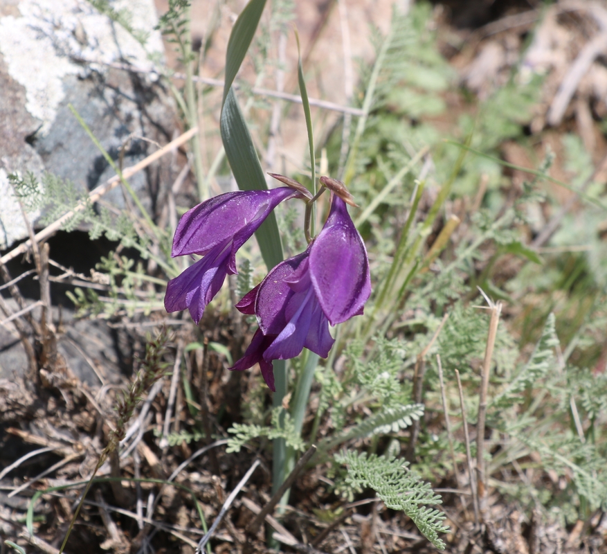 Image of genus Gladiolus specimen.