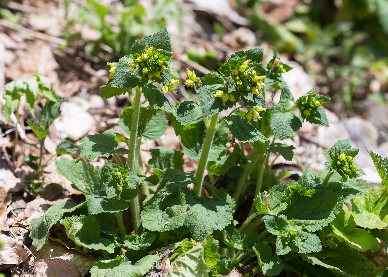 Image of Scrophularia chrysantha specimen.