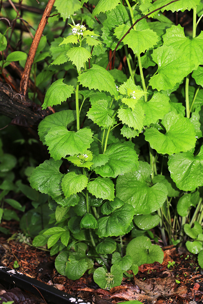 Image of Alliaria petiolata specimen.