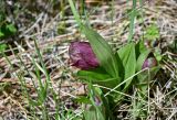 Cypripedium macranthos