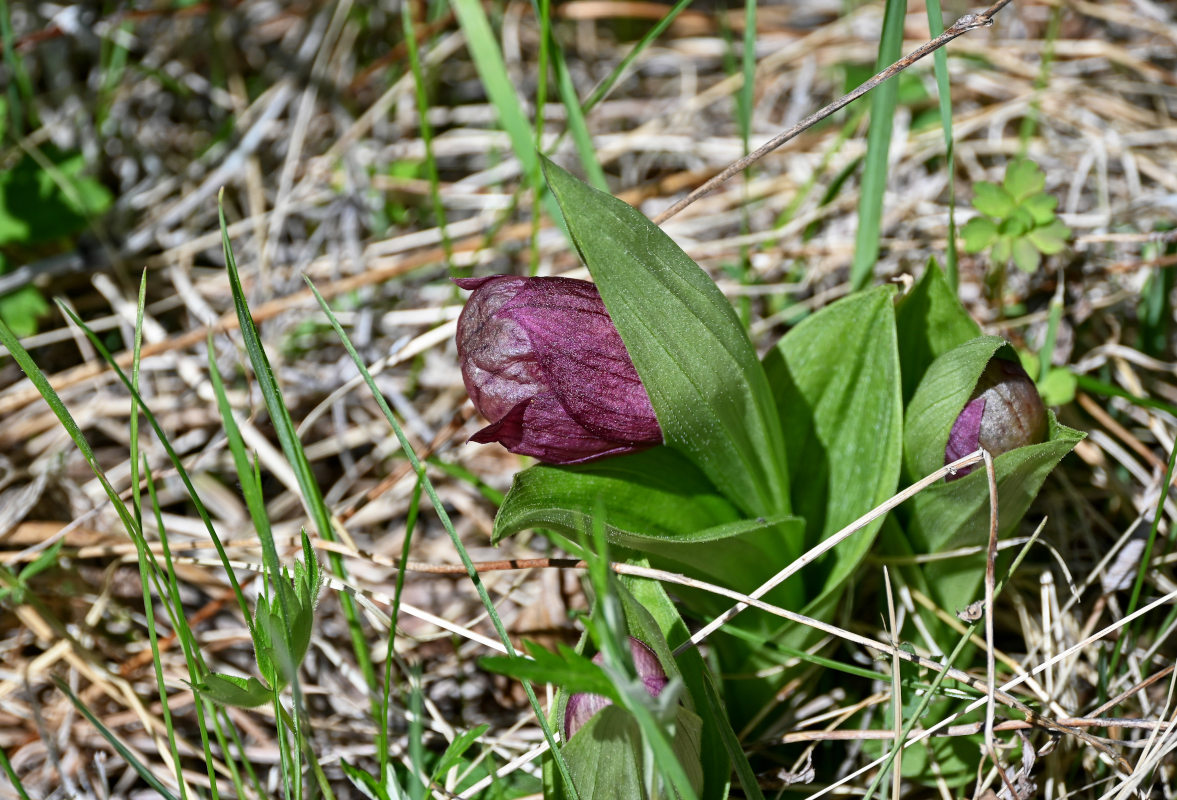 Image of Cypripedium macranthos specimen.