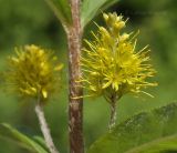 Naumburgia thyrsiflora