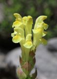 genus Scutellaria. Соцветие. Дагестан, Левашинский р-н, окр. с. Цудахар, каменистый склон. 29 мая 2022 г.