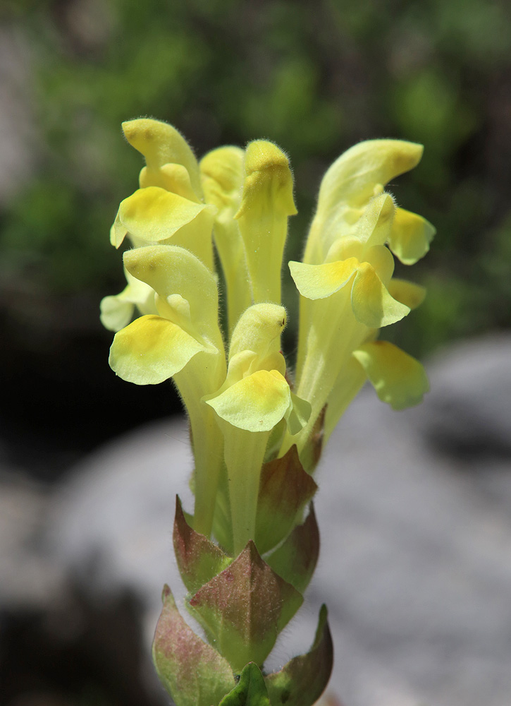 Image of genus Scutellaria specimen.