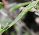 Thymus dzevanovskyi