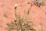Rhaponticoides ruthenica