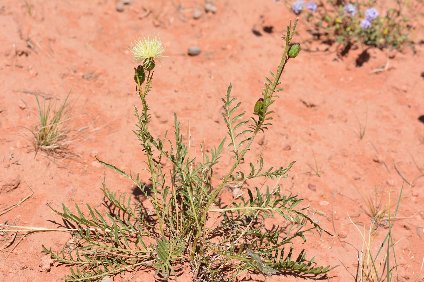 Изображение особи Rhaponticoides ruthenica.