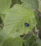 Alnus incana