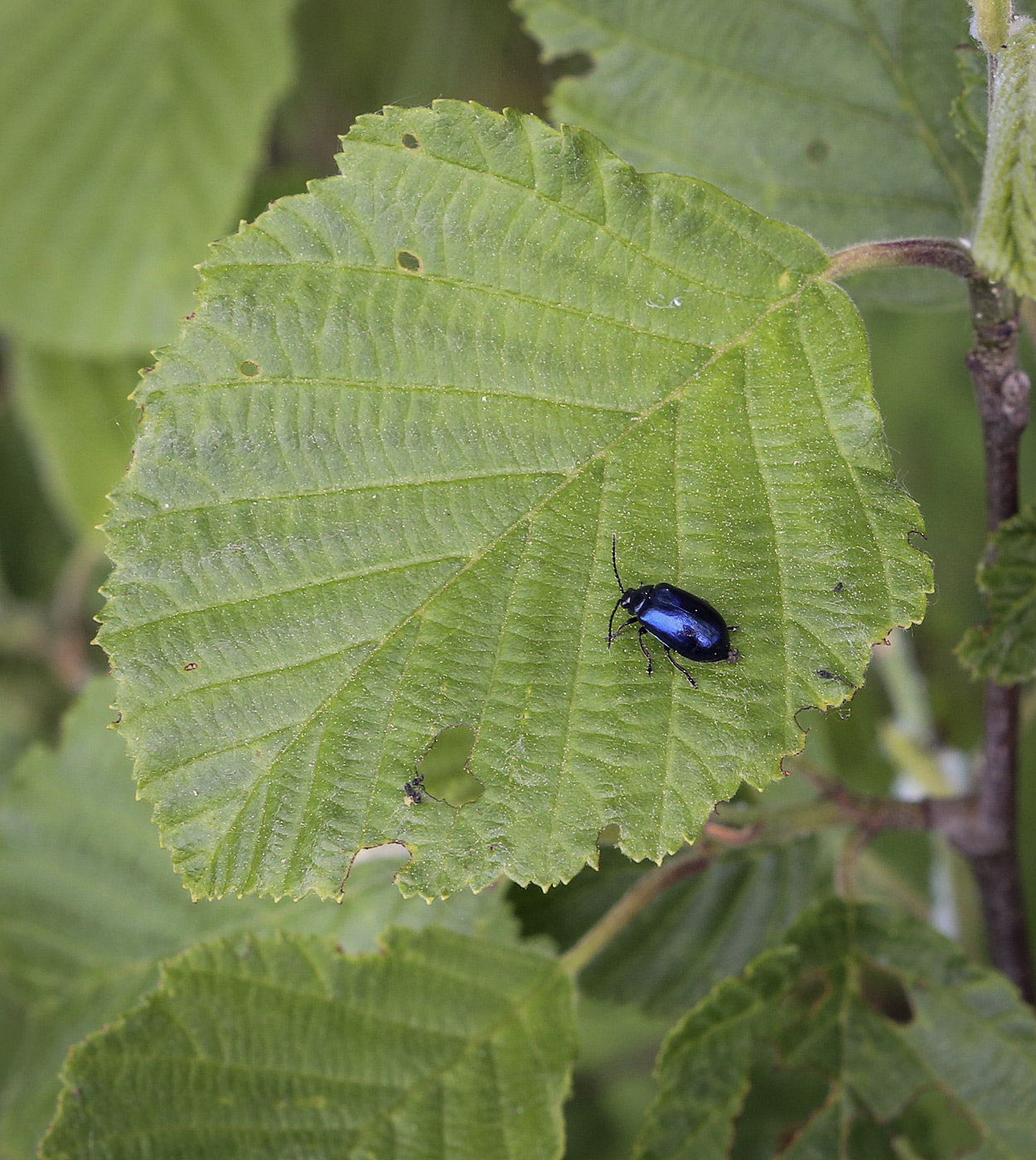 Изображение особи Alnus incana.