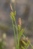 genus Carex