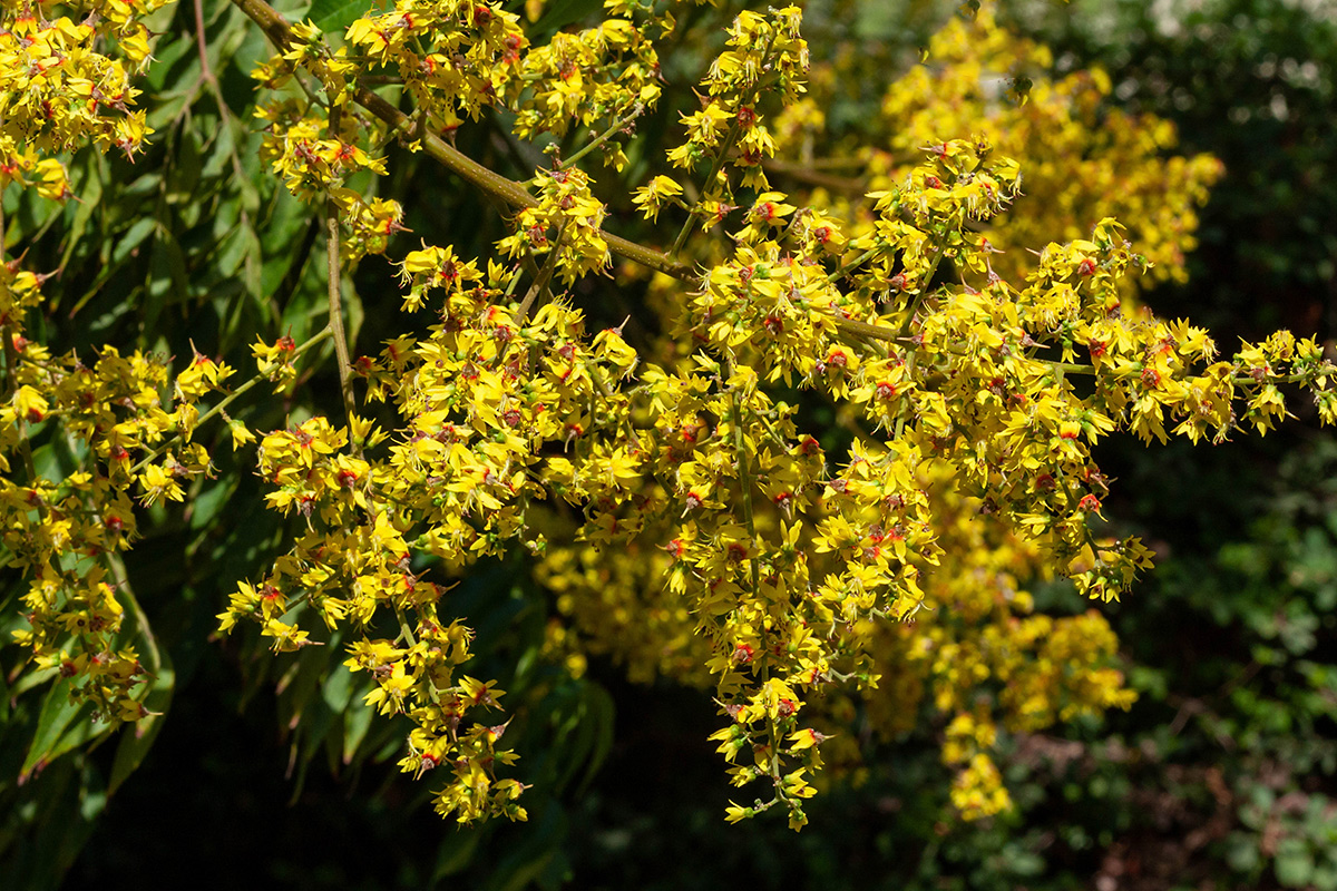 Image of Koelreuteria bipinnata specimen.