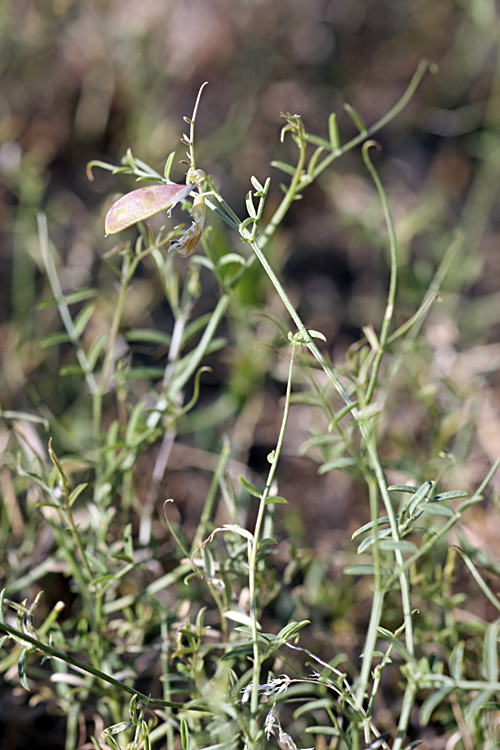 Image of Vicia tetrasperma specimen.