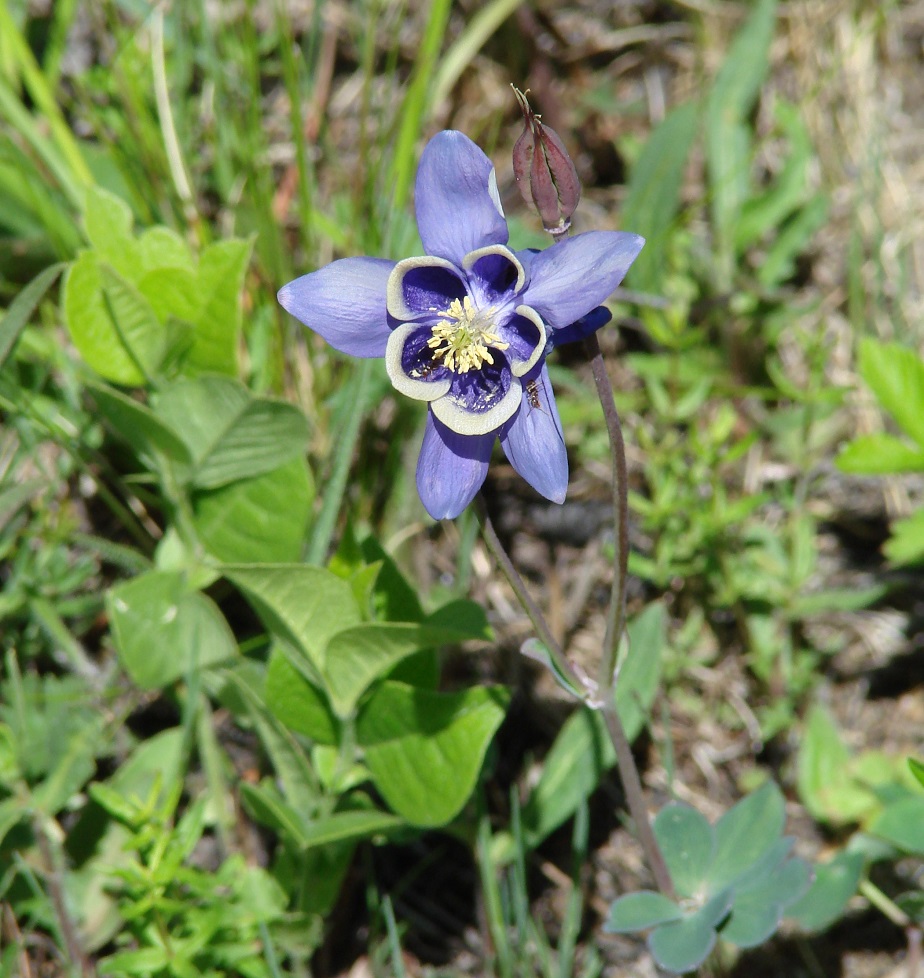 Изображение особи Aquilegia sibirica.