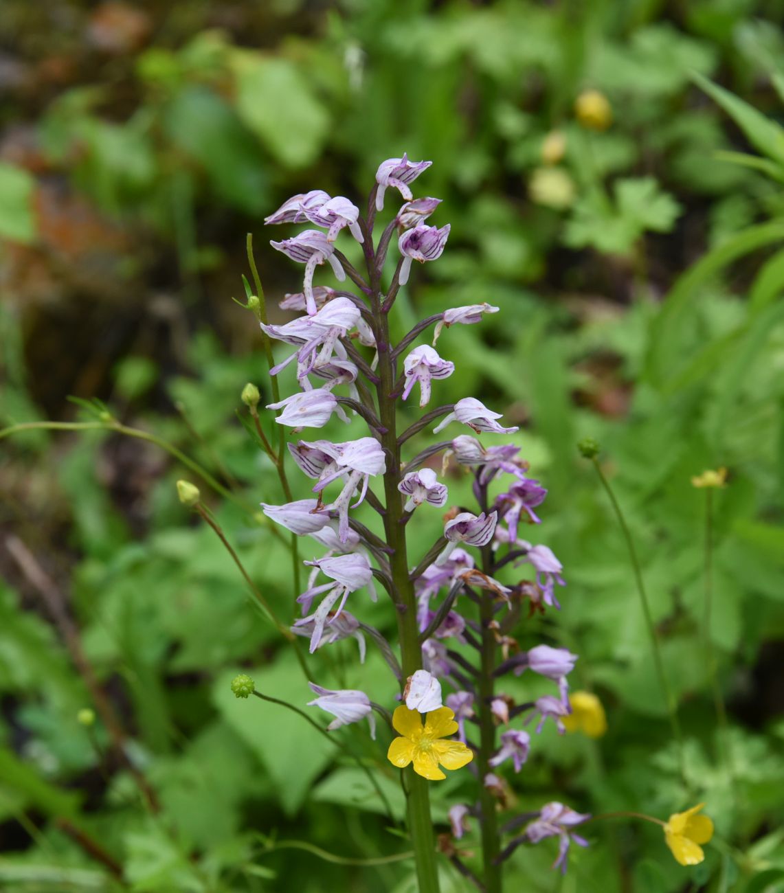 Image of Orchis militaris ssp. stevenii specimen.