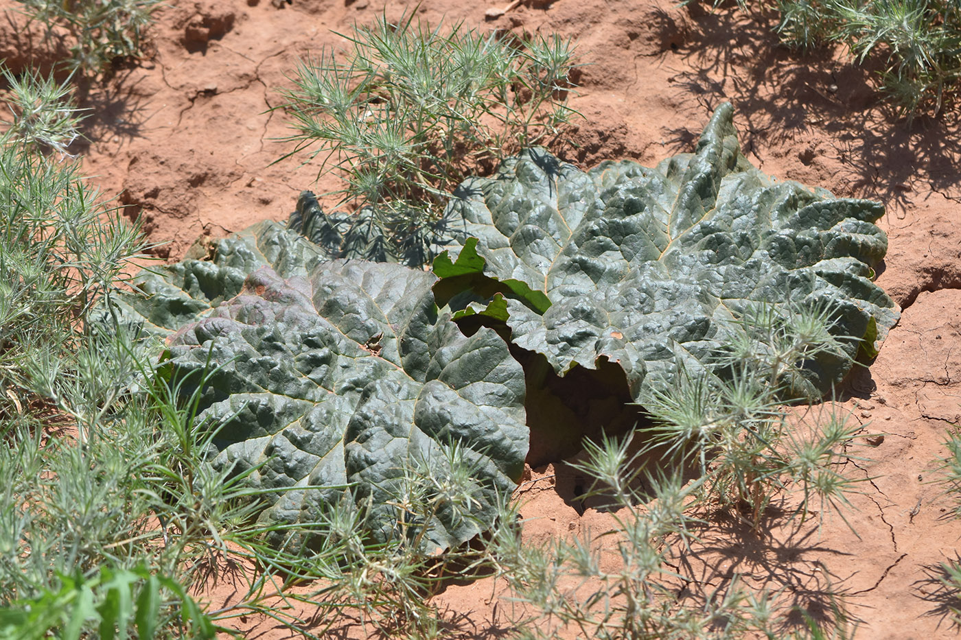 Image of Rheum tataricum specimen.
