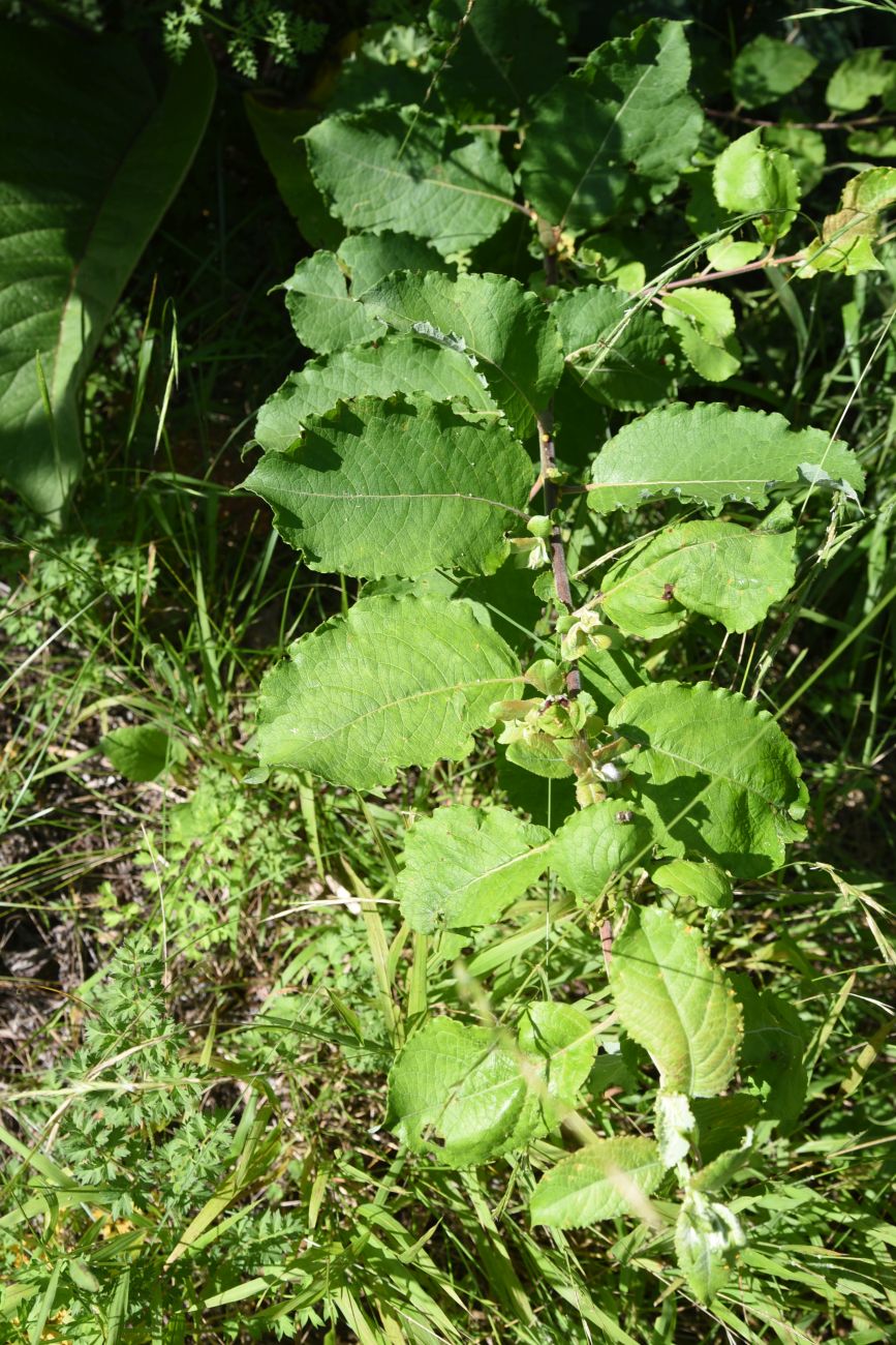 Image of Salix caprea specimen.