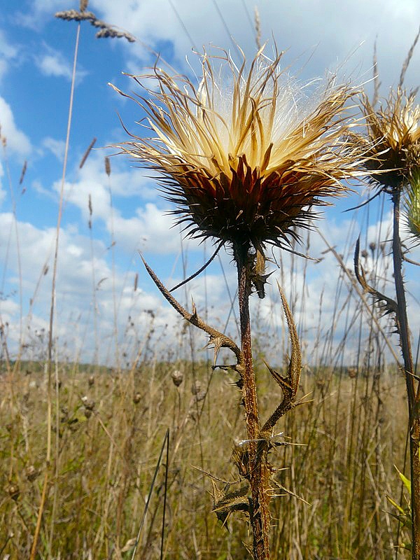 Изображение особи Cirsium vulgare.