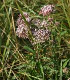 Eupatorium cannabinum