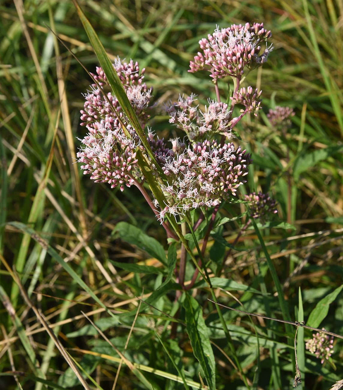 Изображение особи Eupatorium cannabinum.