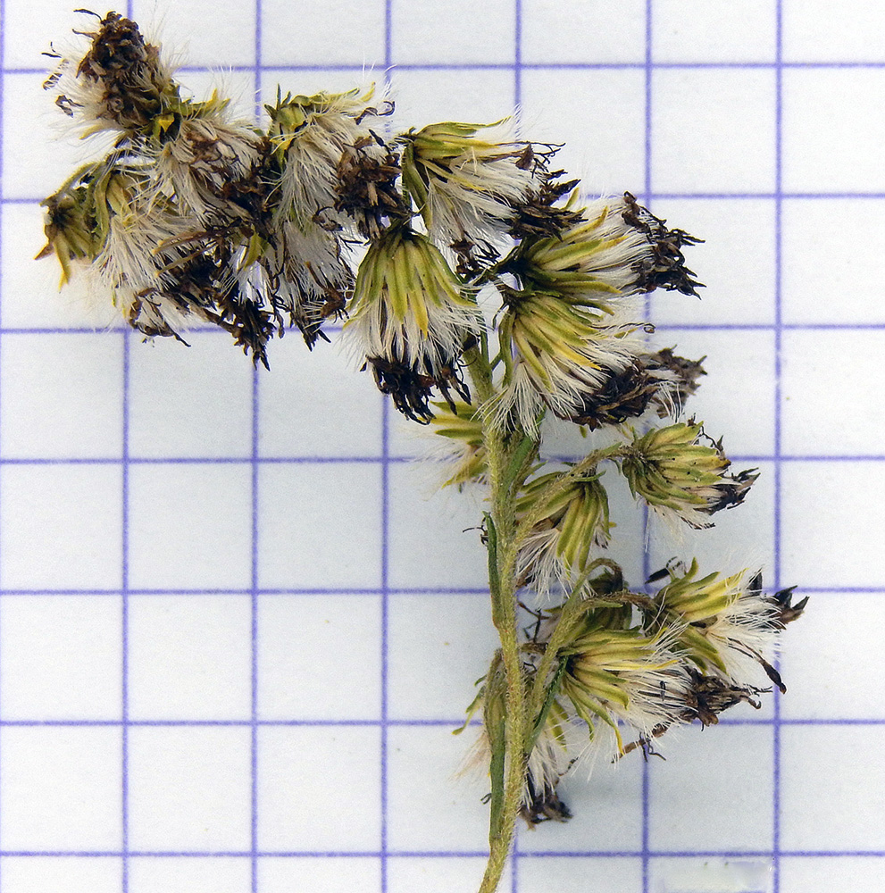 Image of Solidago gigantea specimen.