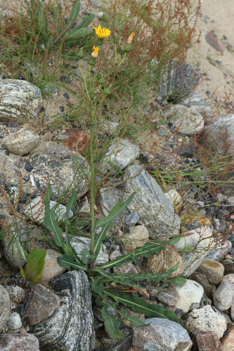 Image of Sonchus humilis specimen.