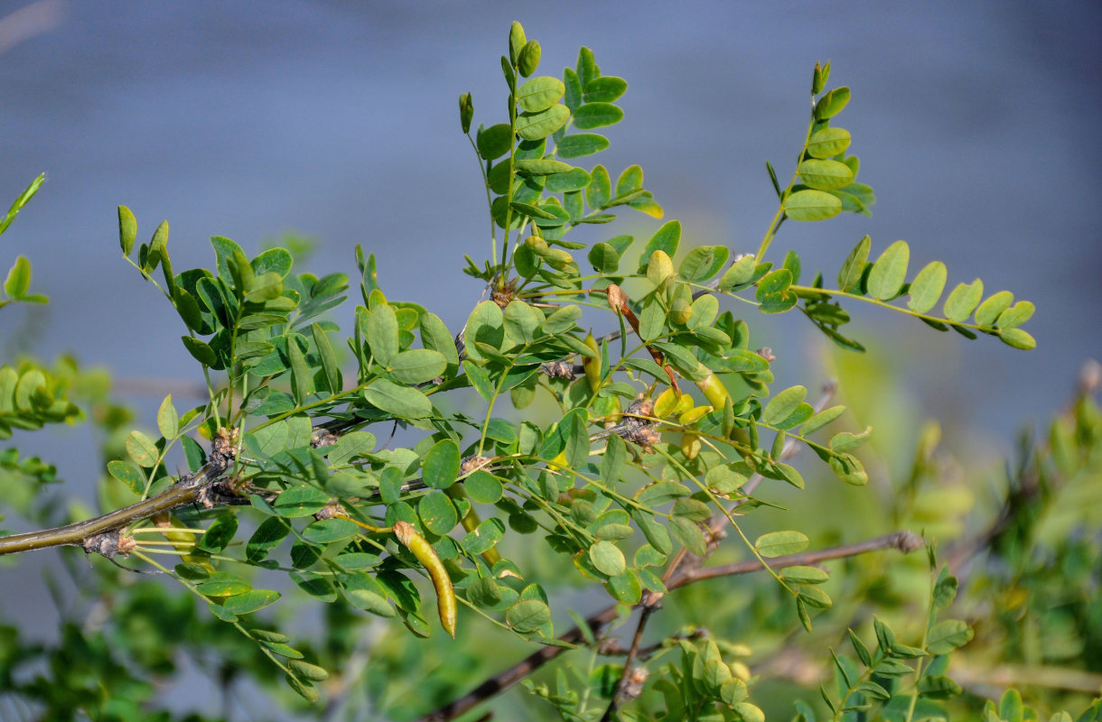 Изображение особи Caragana arborescens.