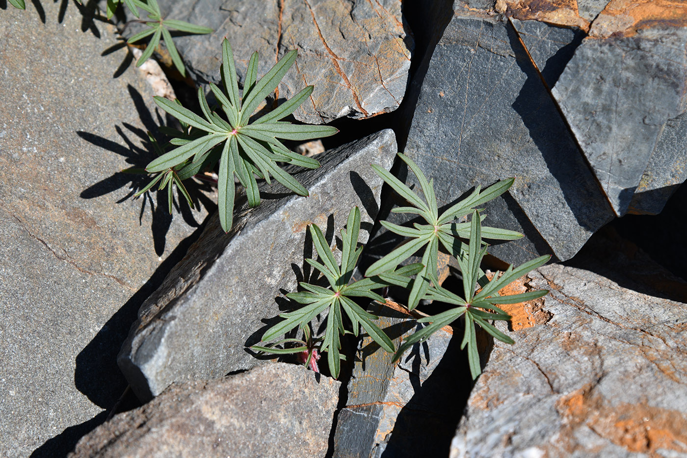 Image of Geranium transversale specimen.