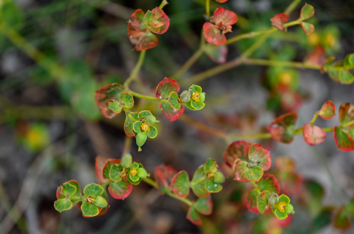 Изображение особи род Euphorbia.