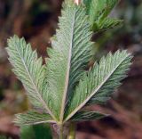 Potentilla recta