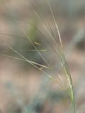 Stipa sareptana