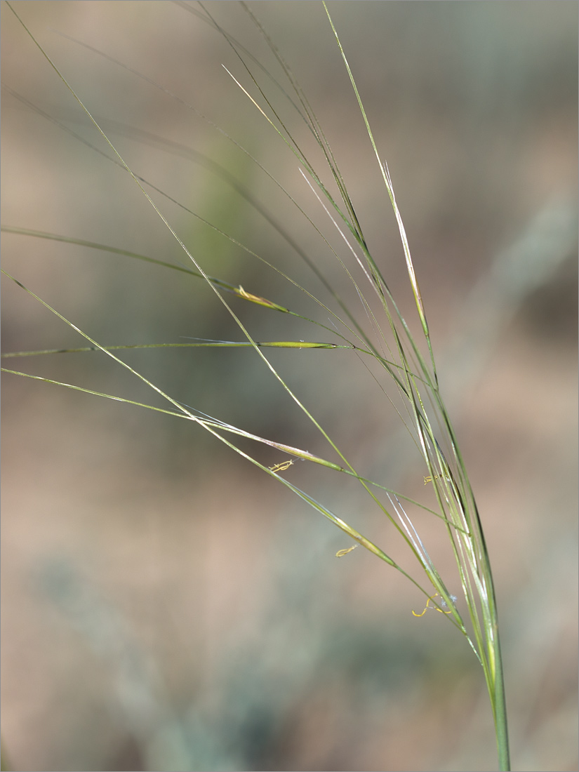 Изображение особи Stipa sareptana.