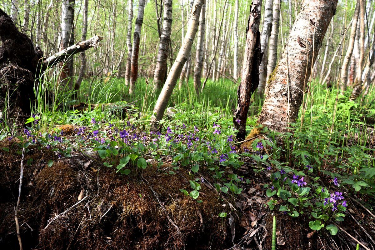 Image of Viola uliginosa specimen.