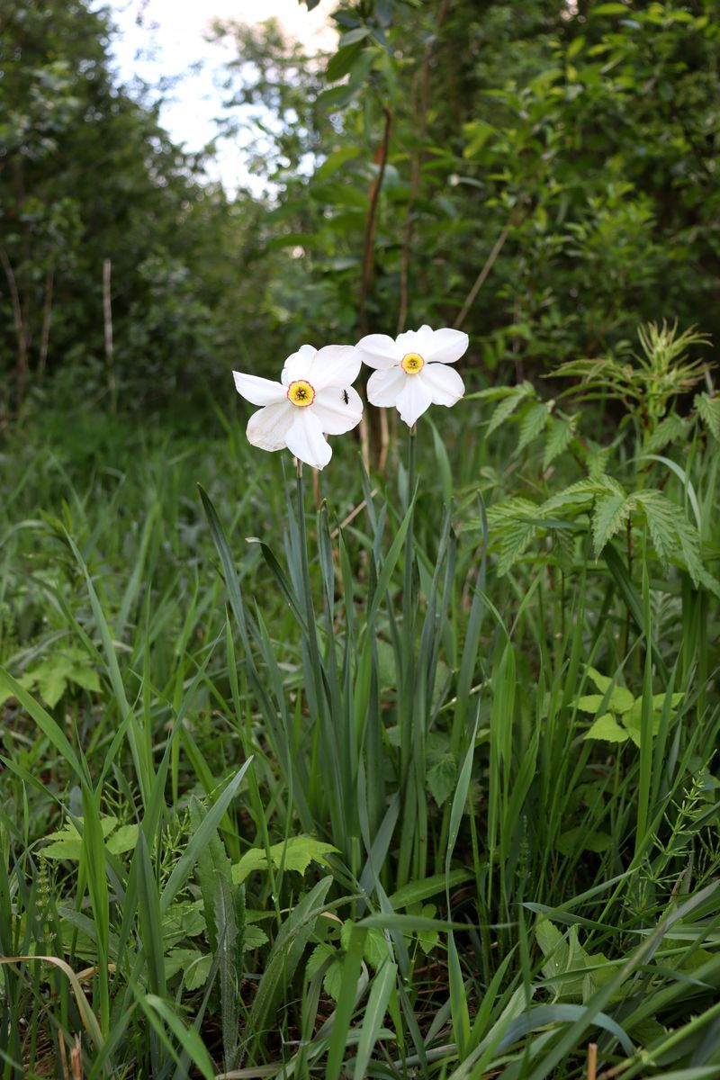 Изображение особи Narcissus poeticus.