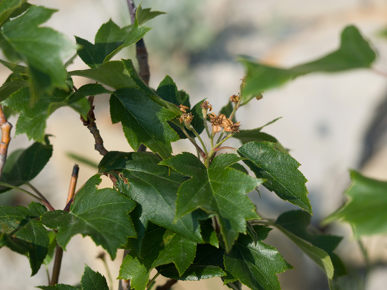 Image of Sorbus torminalis specimen.