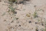 Aphanopleura capillifolia. Плодоносящее растение. Таджикистан, Согдийская обл., горы Окбель, лессовый склон. 7 мая 2023 г.