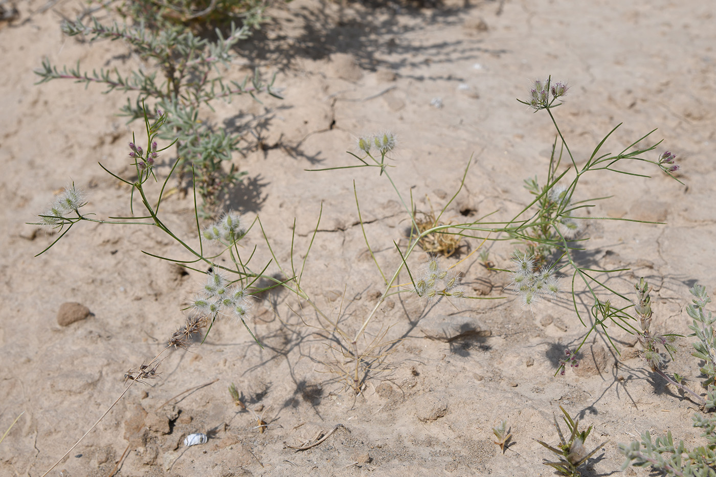 Image of Aphanopleura capillifolia specimen.