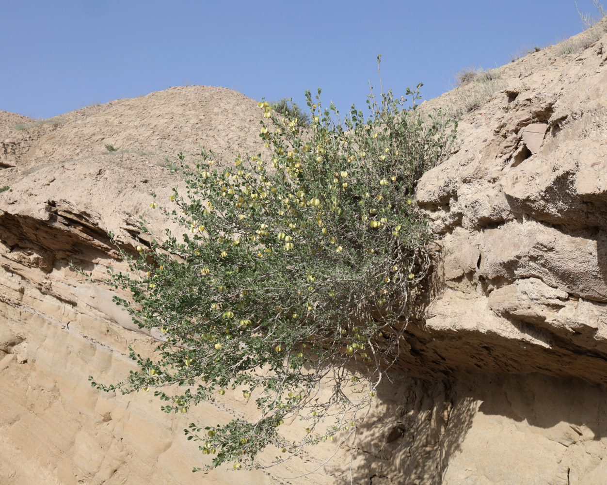 Image of Zygophyllum atriplicoides specimen.