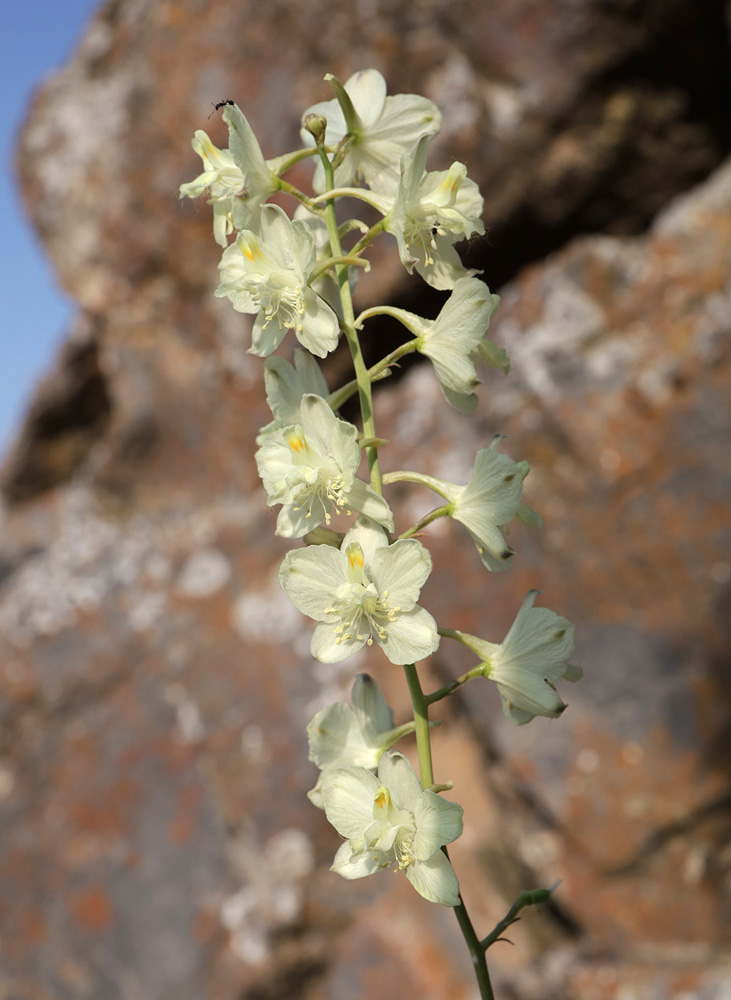 Image of Delphinium semibarbatum specimen.