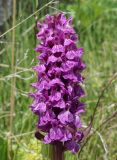 Dactylorhiza incarnata. Соцветие. Дагестан, Докузпаринский р-н, окр. с. Куруш, влажный луг. 27 июня 2023 г.