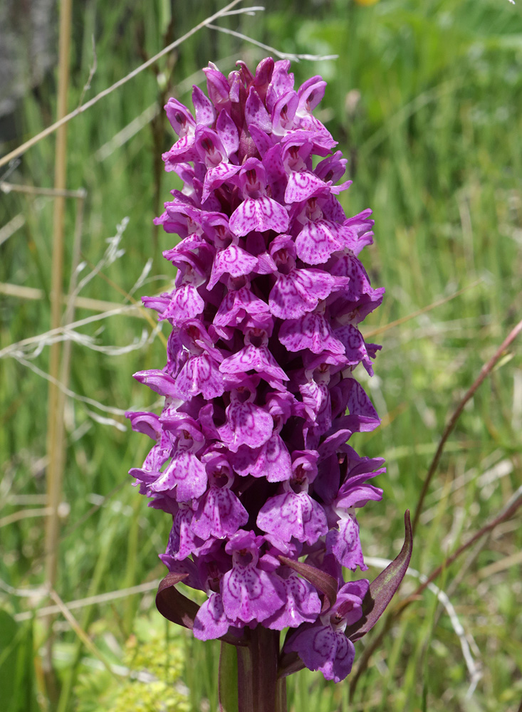 Изображение особи Dactylorhiza incarnata.