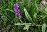 Dactylorhiza umbrosa. Цветущее растение. Киргизия, Джалал-Абадская обл., Западный Тянь-Шань, северный берег оз. Сары-Челек, ≈ 1900 м н.у.м., влажный луг. 12.07.2022.