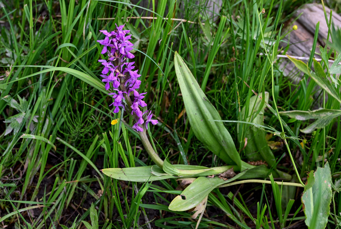 Изображение особи Dactylorhiza umbrosa.