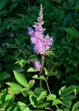 Astilbe chinensis. Верхушка побега с соцветием. Грузия, Аджария, Батумский ботанический сад, в культуре. 16.06.2023.