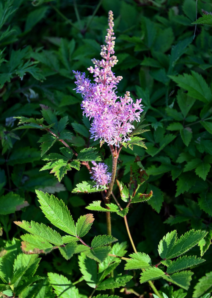 Image of Astilbe chinensis specimen.