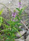 Stachys palustris